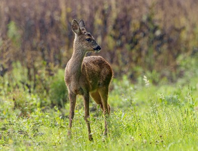 Young deer