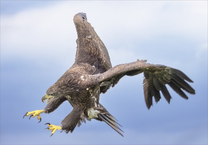 Sea Eagle