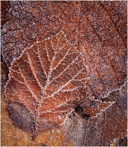 frosty leaves 