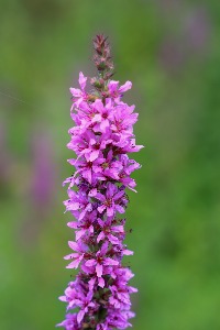Purple Loosestrife 