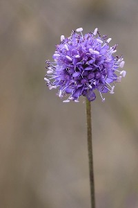 Devil's-Bit Scabious - Commended 2025