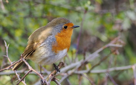 robin