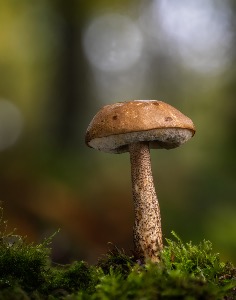 fungi