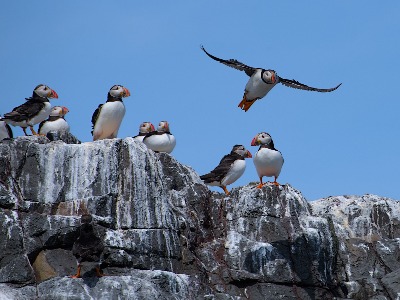 One Flew Over the Puffins Nest