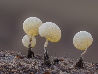 slime mould 2mm