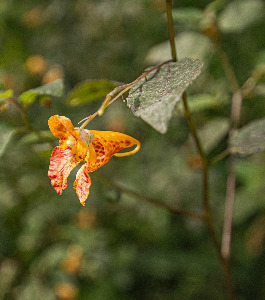 Spotted Jewelweed