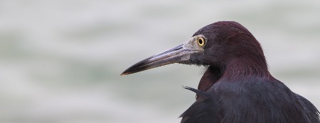 blue heron