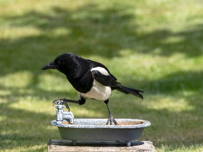 This must be the hot tap