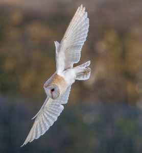 Barn Owl