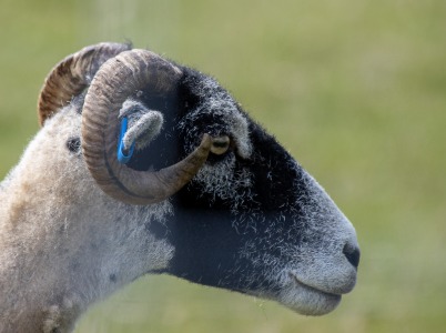 sheep head