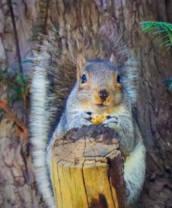 tree squirrel