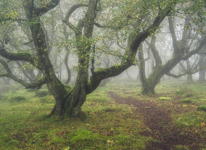 Twisted silver birch