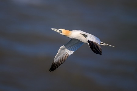 Northern Gannet