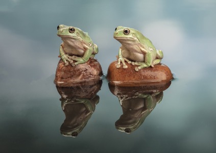 white tree frog [dig]