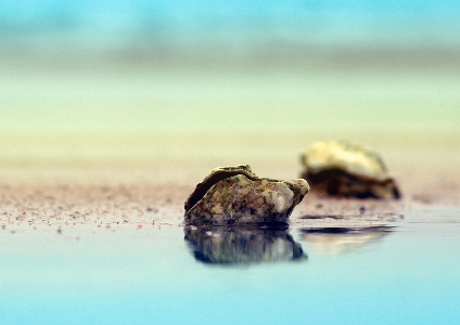 Shoreline Oysters