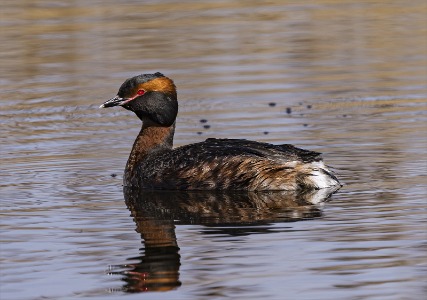 Slavonian grebe profile