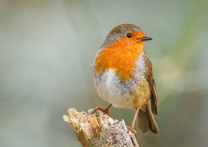 Robin