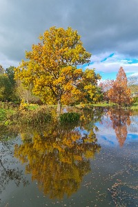 Autumnal Reflections - POTY 2026