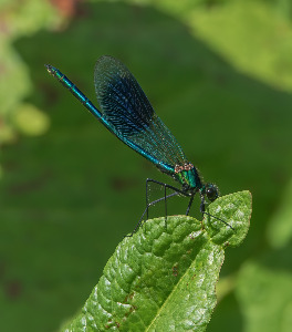 MALE BANDED DEMOISELLE