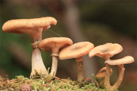 Fungi family - POTY 2026
