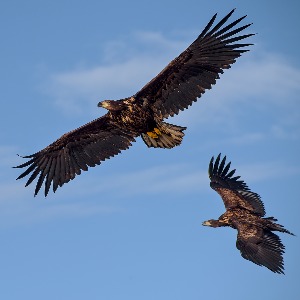 Circling Sea Eagles