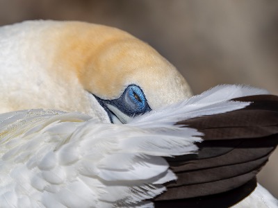 Shy Gannet
