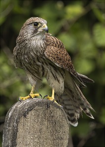 _Kestrel on post