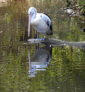 the pelly contemplates