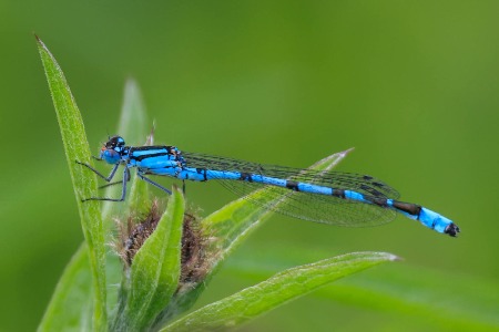 Blue Damselfly - 1st Place, David Lockton 2025