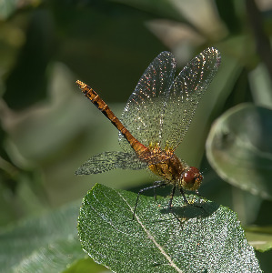 DARTER