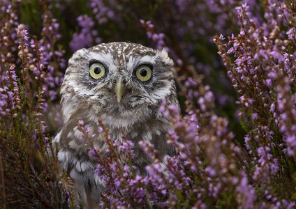 little owl heather