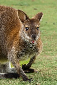 Wallaby Portrait
