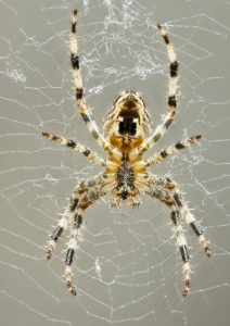 Garden cross spider