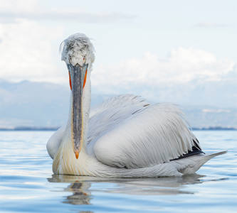 Dalmatian Pelican