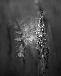 Monochrome Print of the Year Award Winners