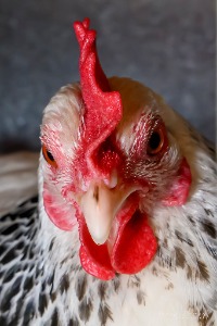 Albion Park Show - Greg Powell