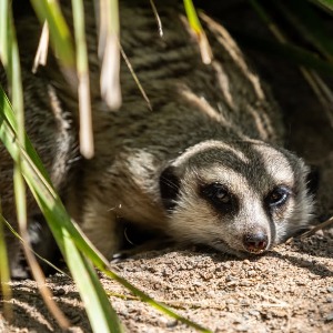 Symbio -Simon Bastin