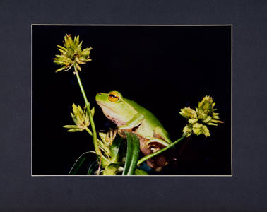 Green Tree Frog