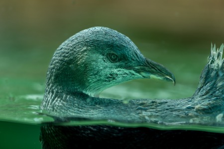 Symbio -Simon Bastin