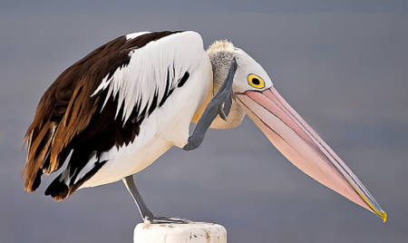 Pelican cant hear you
