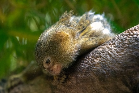 Symbio -Simon Bastin