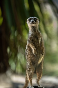 Symbio -Simon Bastin