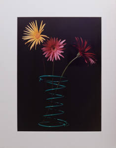 Flowers That Bloom In The Spring