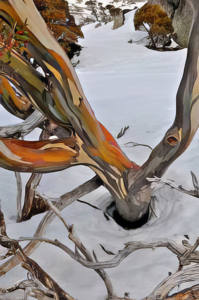 Snow Gums