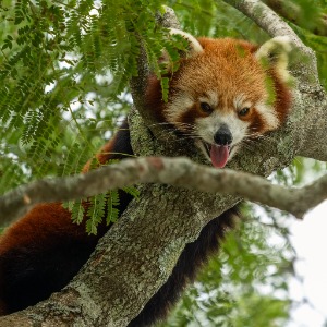 Symbio -Simon Bastin