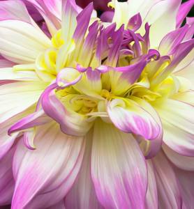 Yellow Mauve Ruffles