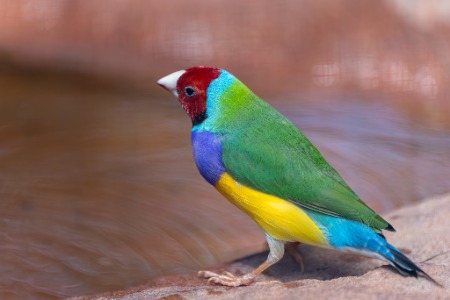 Symbio -Simon Bastin