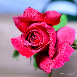 Albion Park Show - Greg Powell