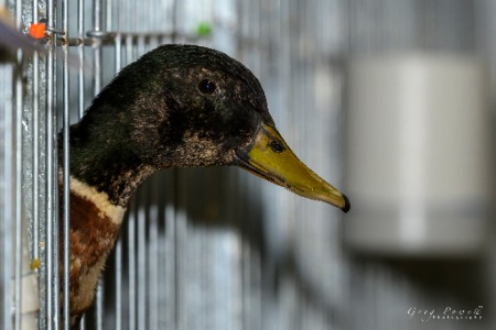 Albion Park Show - Greg Powell