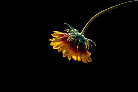 Digital Image Of The Year Award Winners